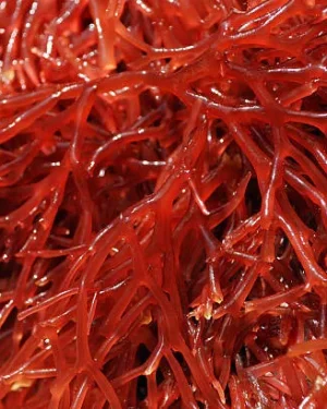 alga roja