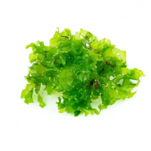 Ulva lactuca Power natural Life