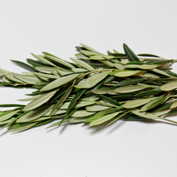 extracto de hoja de olivo Power Natural Life