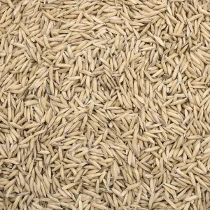 semillas de arroz Power Natural Life