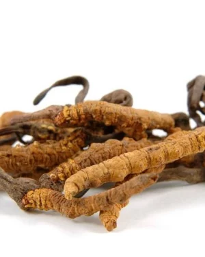 Extracto vegetal de Cordyceps sinensis Power Natural Life