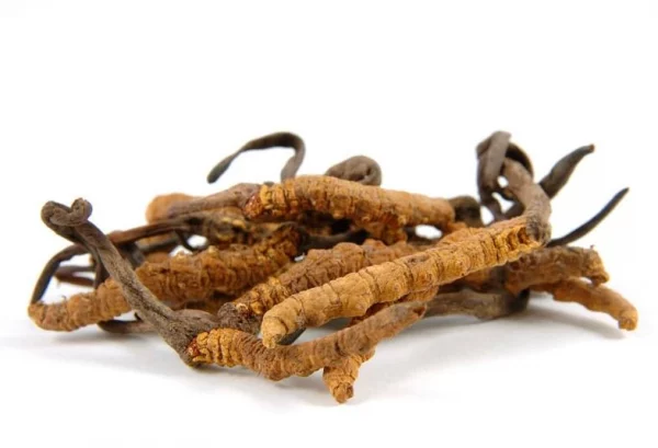Extracto vegetal de Cordyceps sinensis Power Natural Life