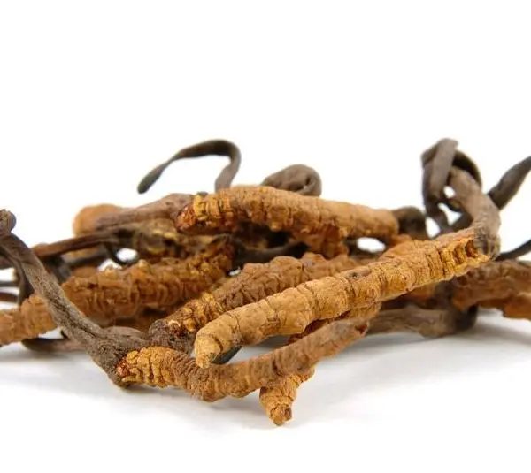 Extractos vegetales - 7 Extracto vegetal de Cordyceps sinensis Power Natural Life