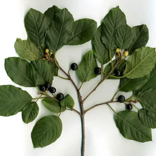 Extractos vegetales - 8 extracto vegetal de Frangula purshiana Power Natural Life