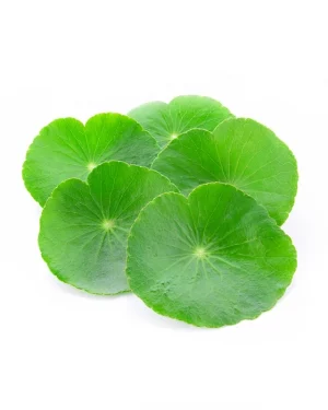 Extracto vegetal de Centella asiática Power Natural Life