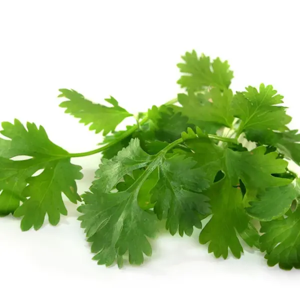 extracto vegetal de cilantro Power Natural Life