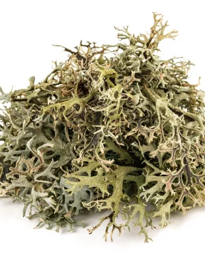 Extracto vegetal de Cetraria islandica Power Natural life