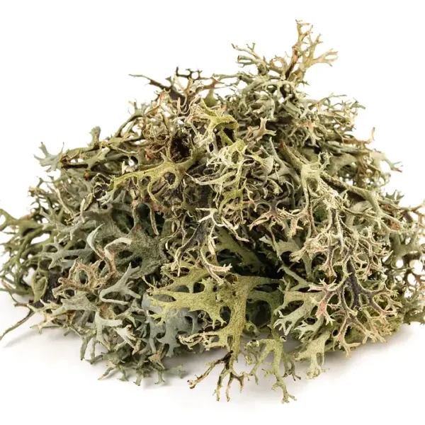 Extractos vegetales - 5 Extracto vegetal de Cetraria islandica Power Natural life