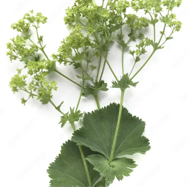 pié de león Power Natural Life