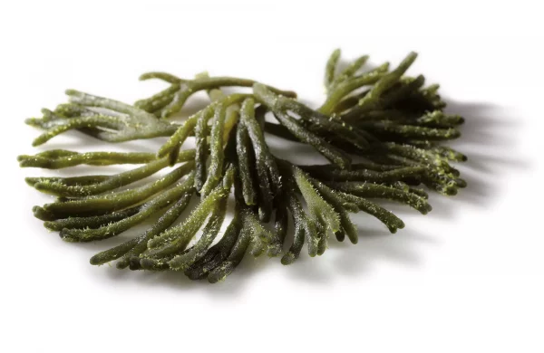 alga codium eco entera Power Natural Life