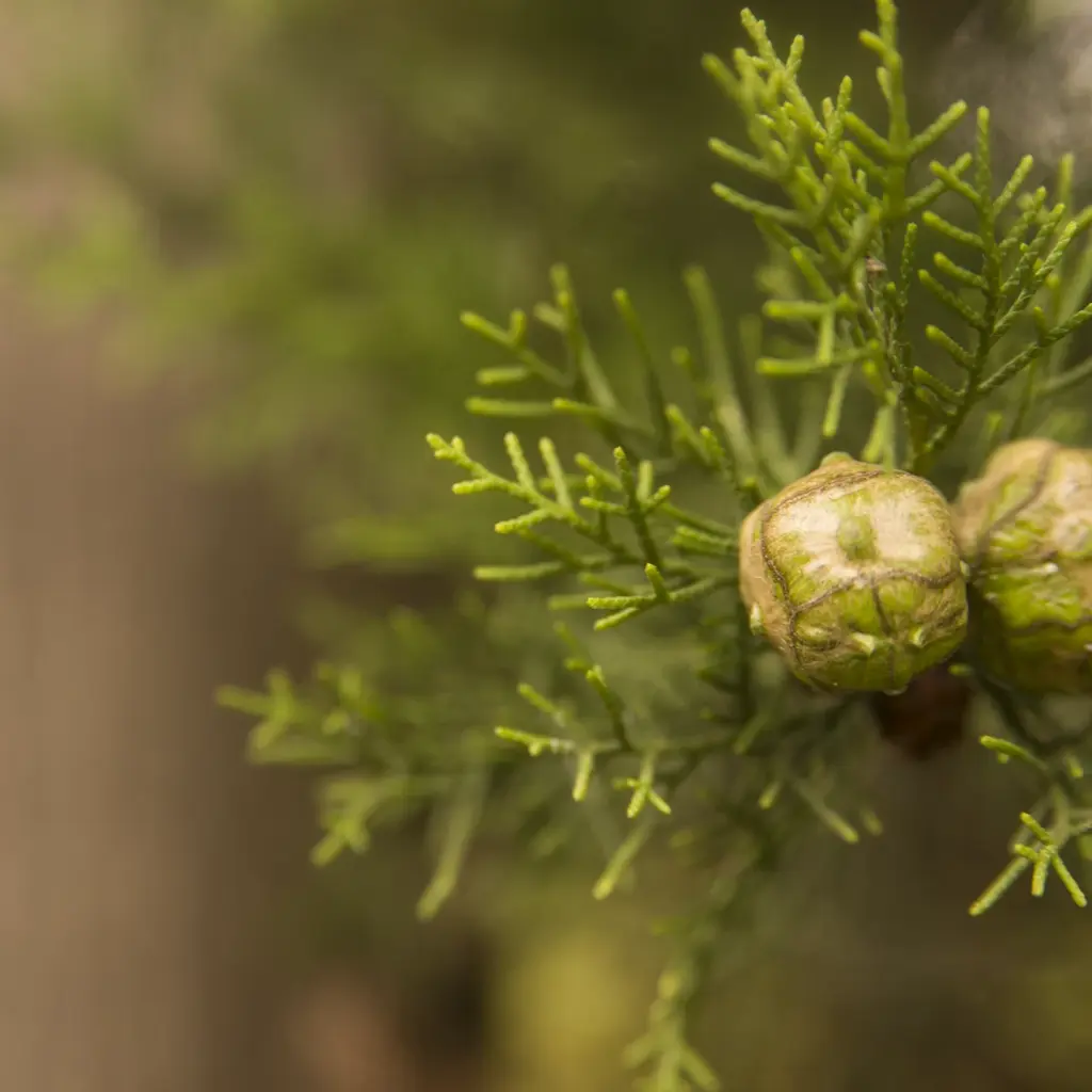 Aceite Esencial de Ciprés al por mayor Power Natural life