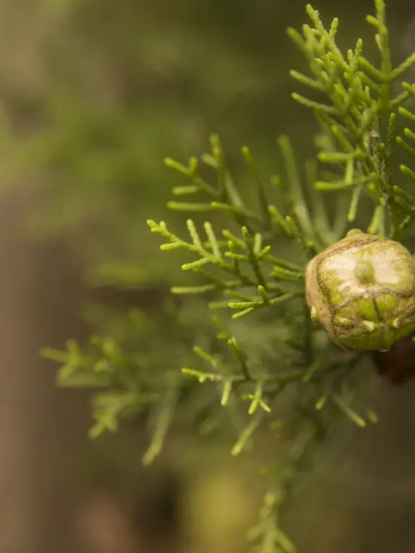Aceite Esencial de Ciprés al por mayor Power Natural life