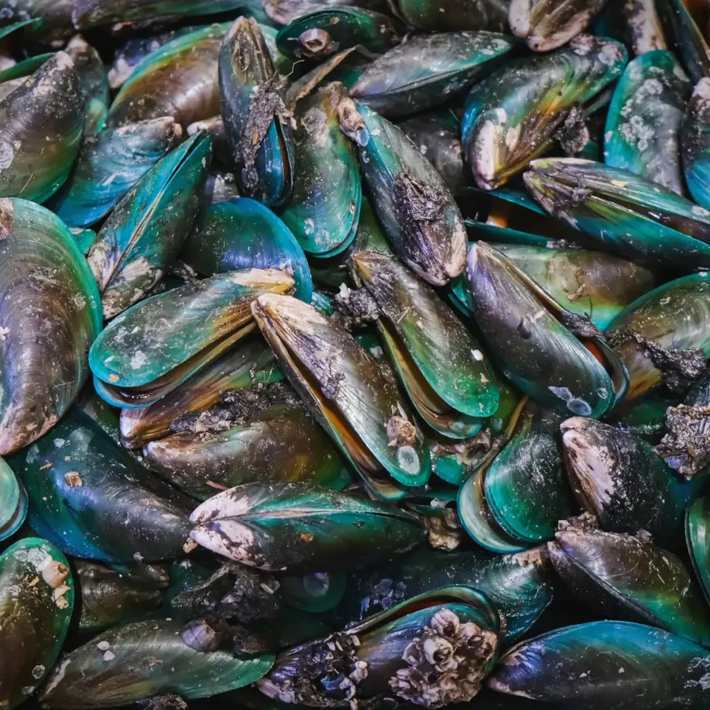 Mejillón de labio verde en polvo