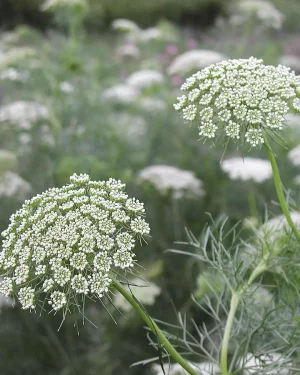 Extracto de Ammi Visnaga Power Natural Life