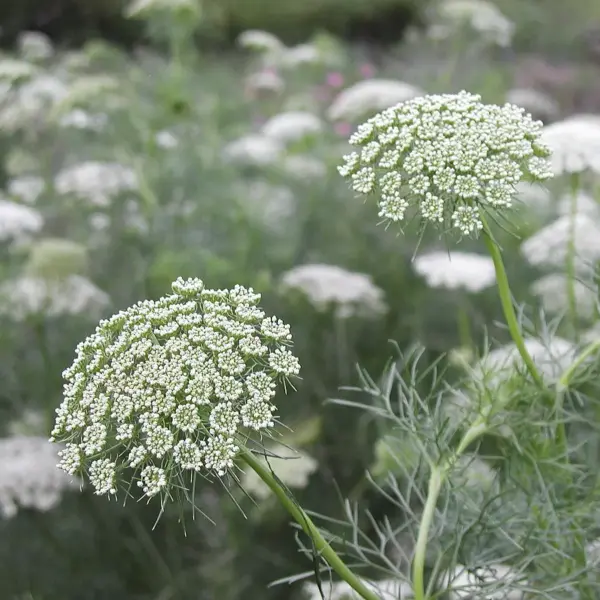 Extracto de Ammi Visnaga Power Natural Life