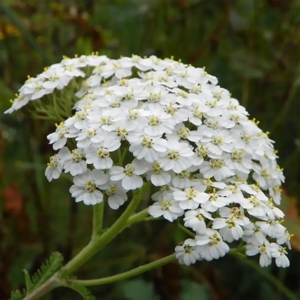 Archillia millefolium
