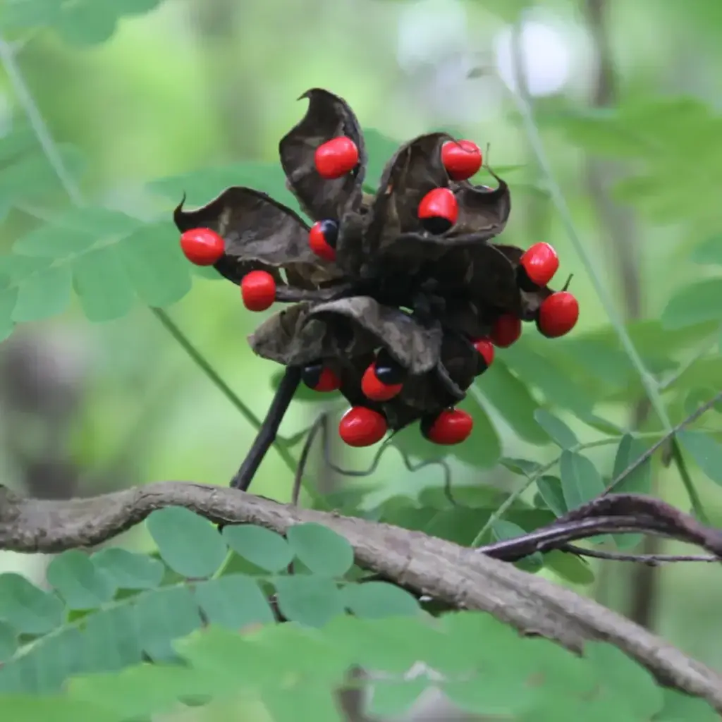 Extracto vegetal de abrus precatorius
