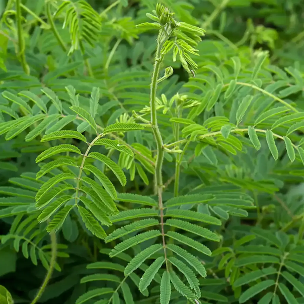 Extracto vegetal de Acacia Catechu