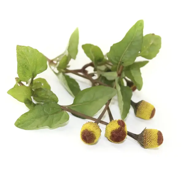 Extractos vegetales - 4 Extracto de Acmella Oleracea Power Natural Life