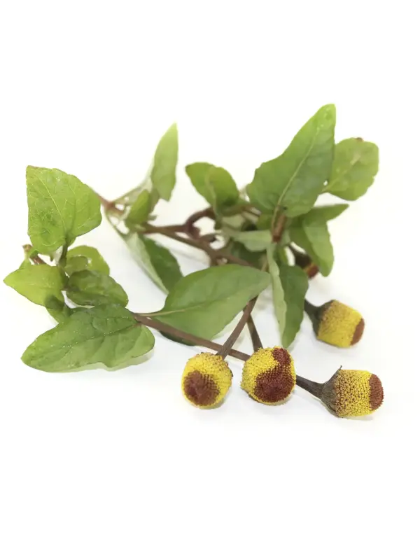 Extracto de Acmella Oleracea Power Natural Life