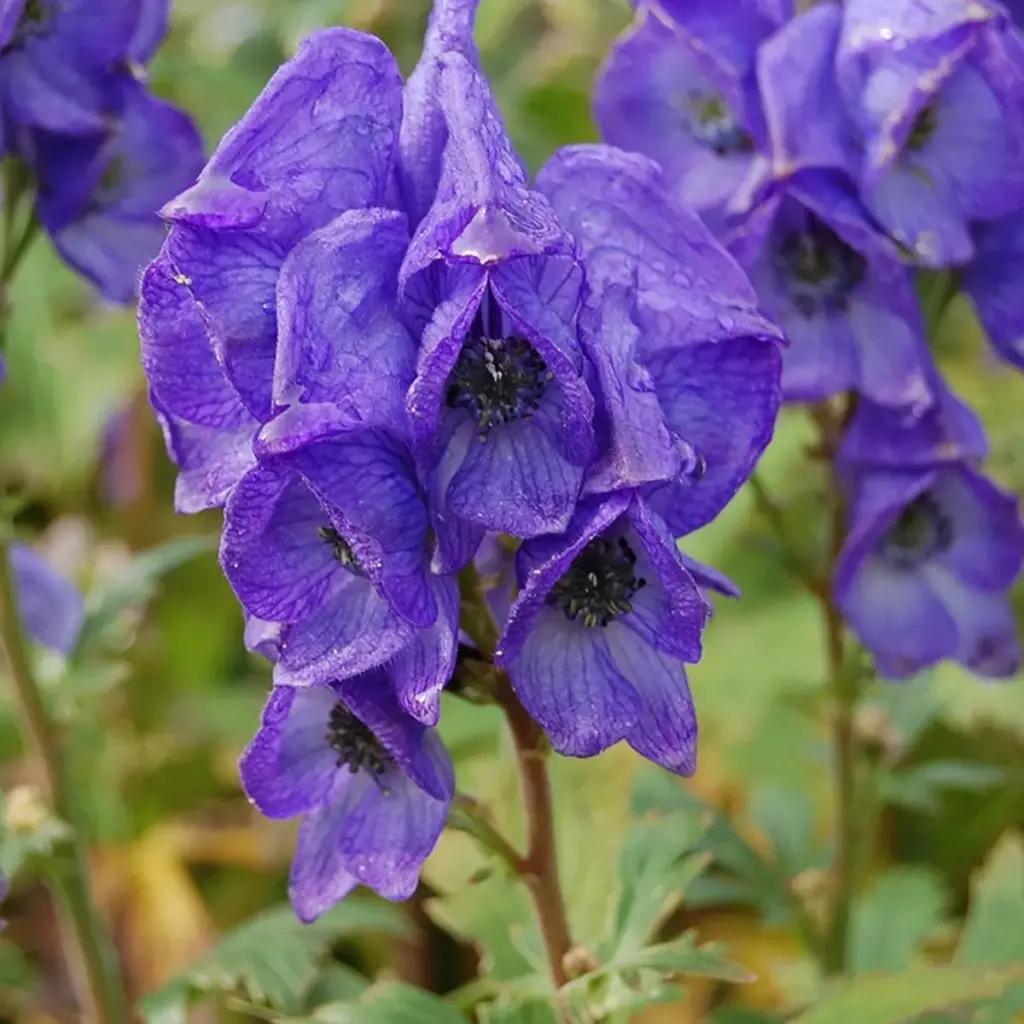 Aconitum carmichaeli