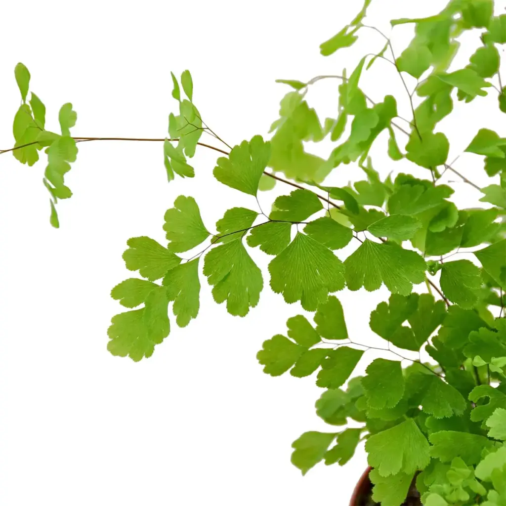 Adiantum capillus-veneris