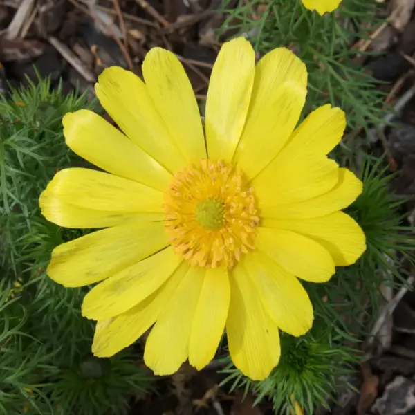 Adonis vernalis