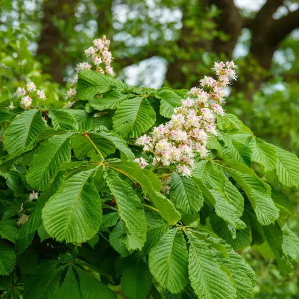 Aesculus hippocastanum