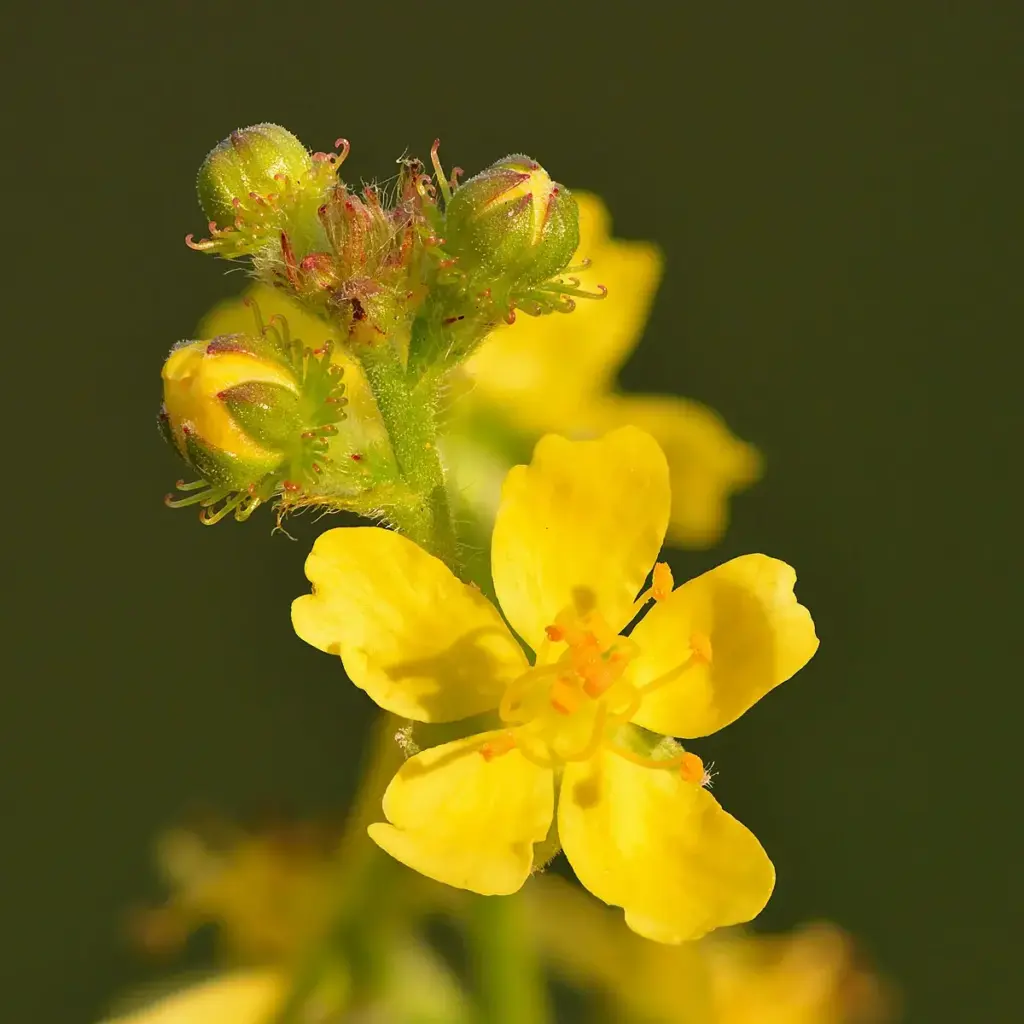 Extractos vegetales - 1 Agrimonia eupatoria