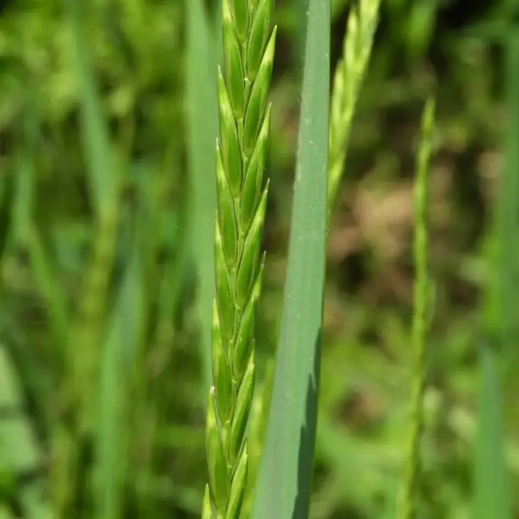 Agropyron repens