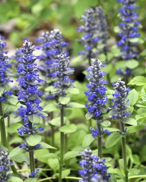 Extracto de Ajuga Reptans Power Natural Life