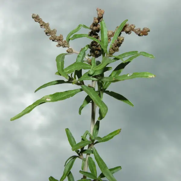 Amaranthus muricatus