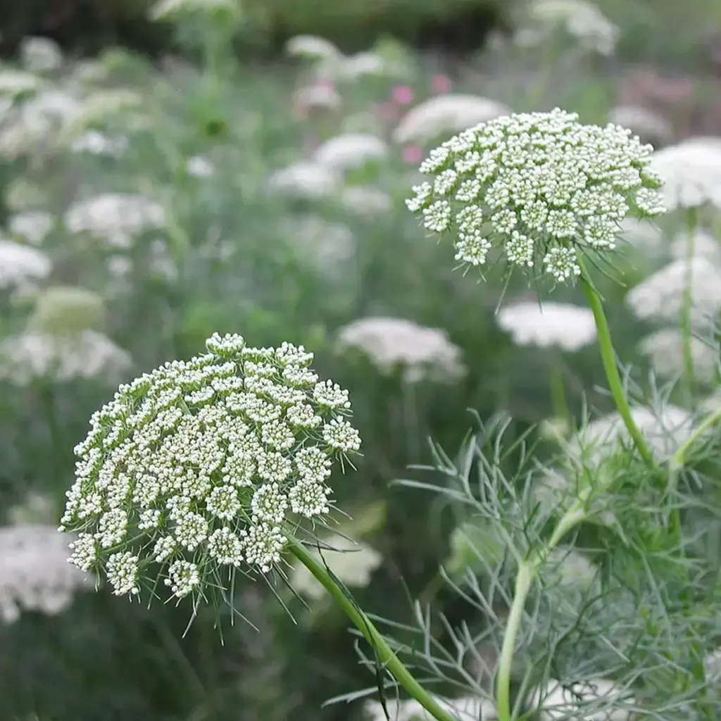 Ammi Visnaga