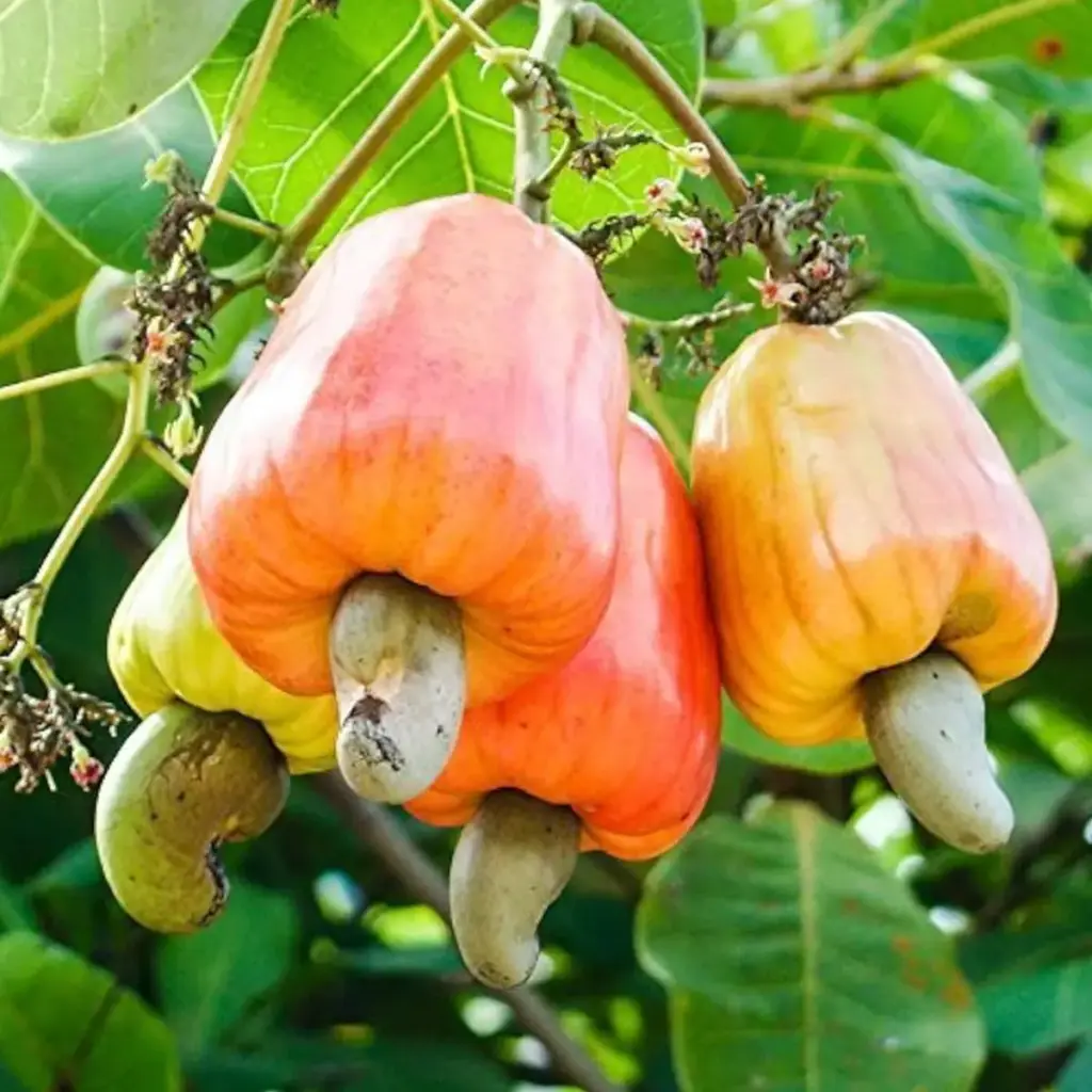 Anacardium occidentalis