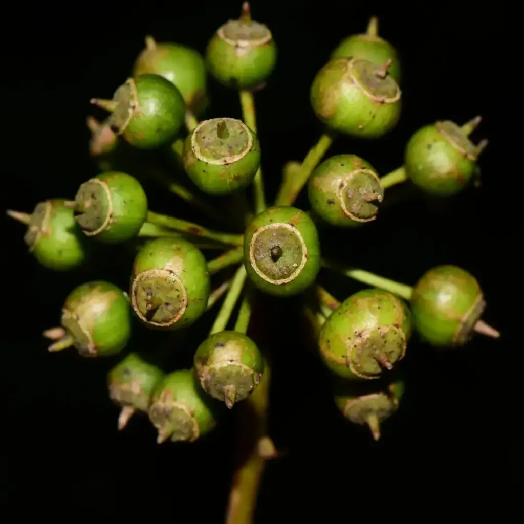 Extracto vegetal de Brassaiopsis glomerulata