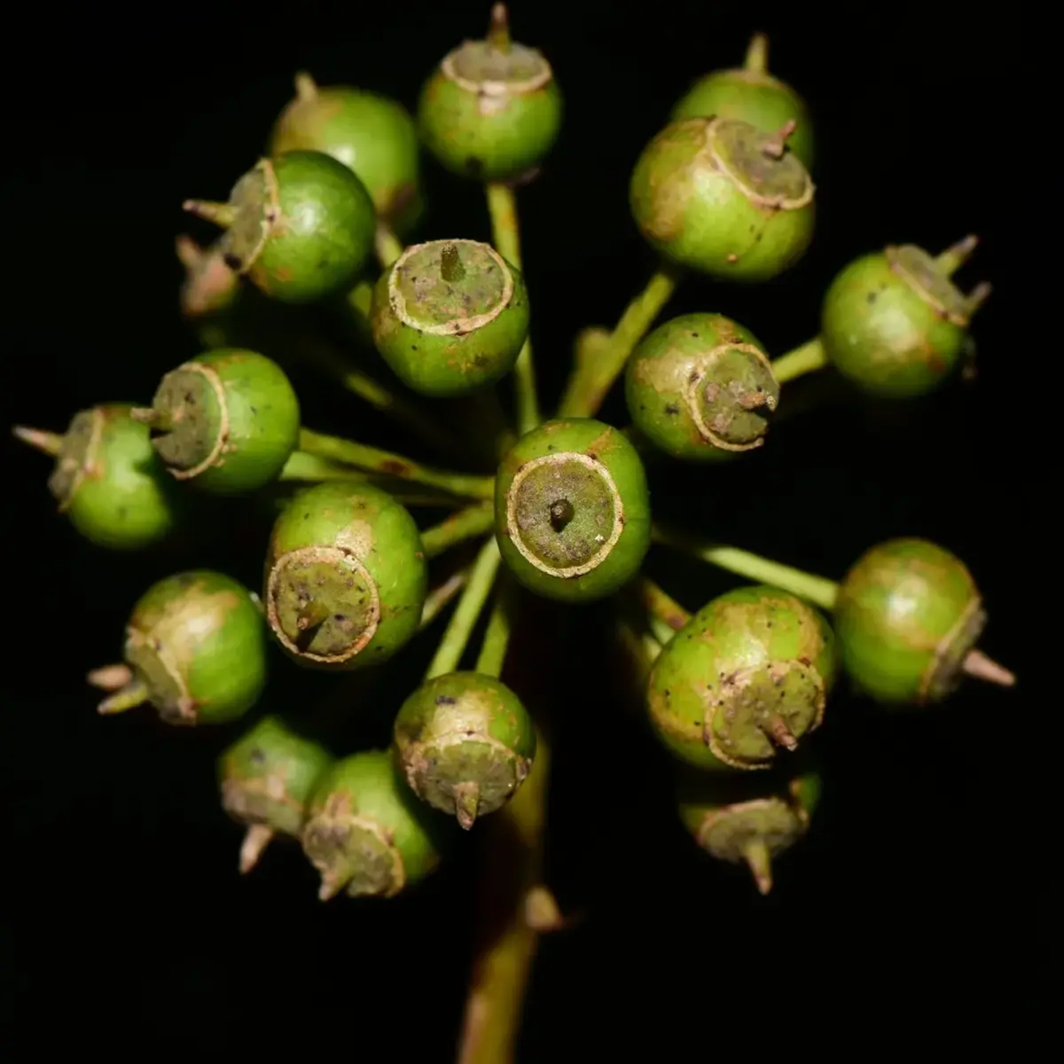 Extracto Vegetal de Brassaiopsis glomerulata - 1 Extracto vegetal de Brassaiopsis glomerulata