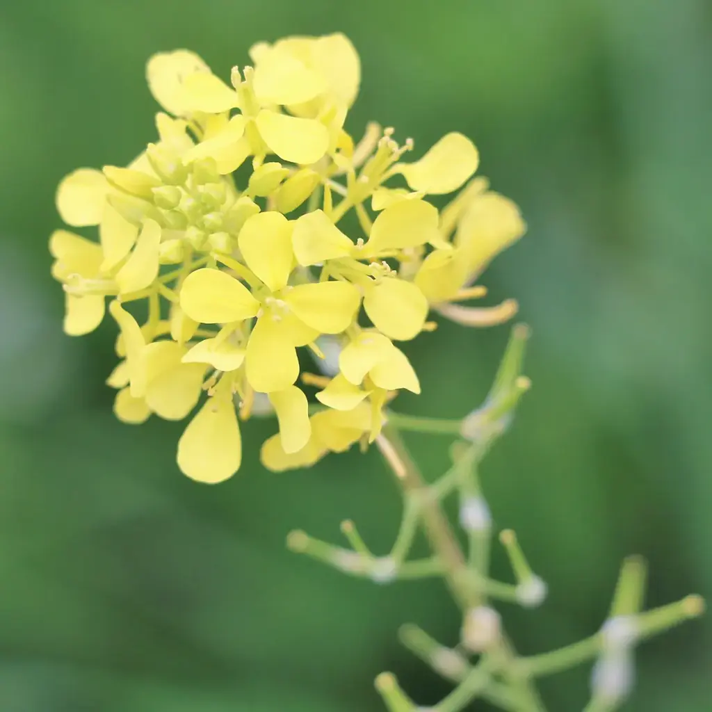 Extracto vegetal de brassica alba