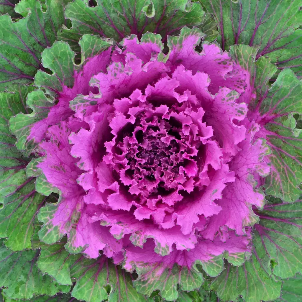 Extracto vegetal de Brassica Oleracea