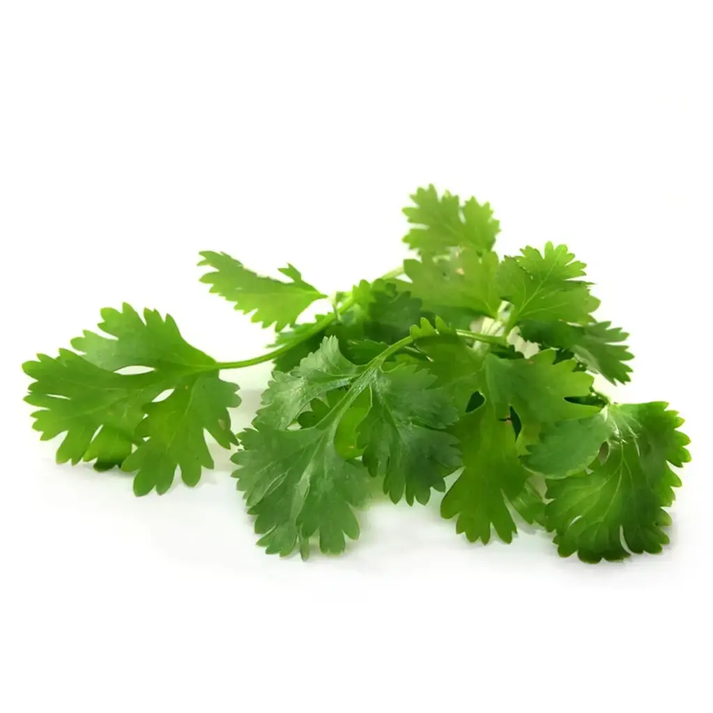 cilantro