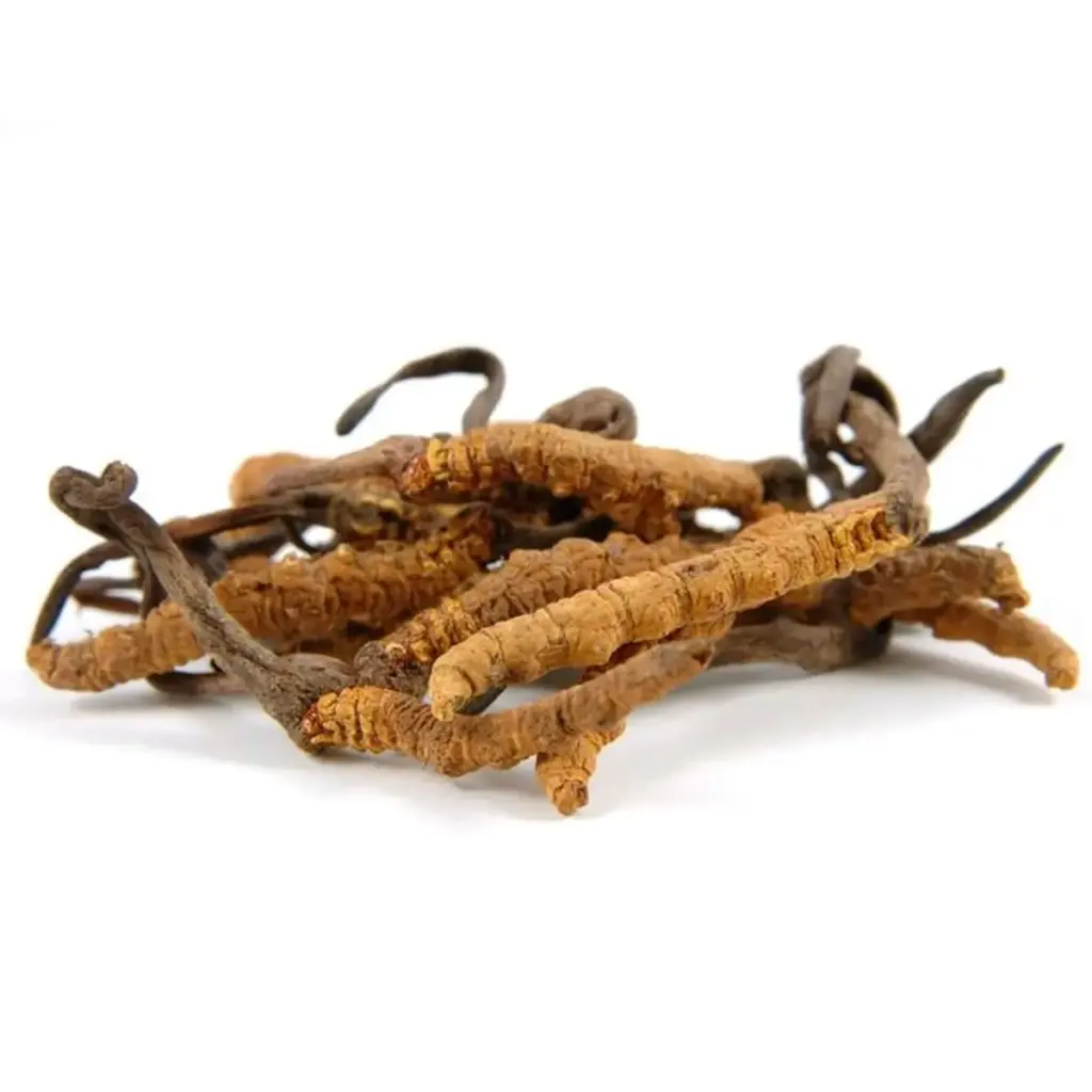 Extractos vegetales - 7 Cordyceps sinensis