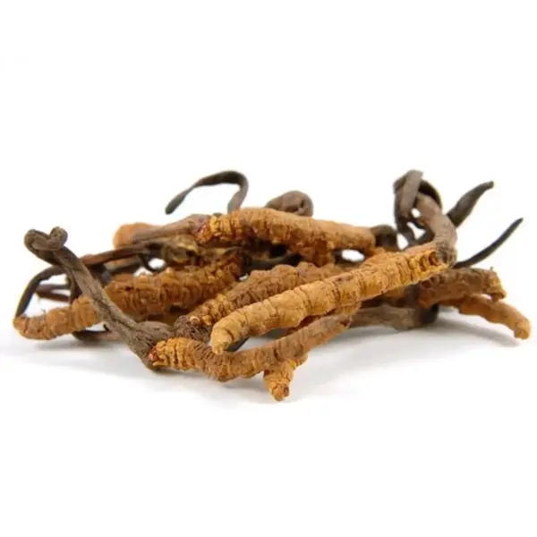 Cordyceps sinensis