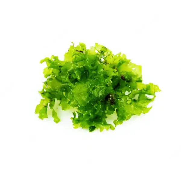 Ulva lactuca