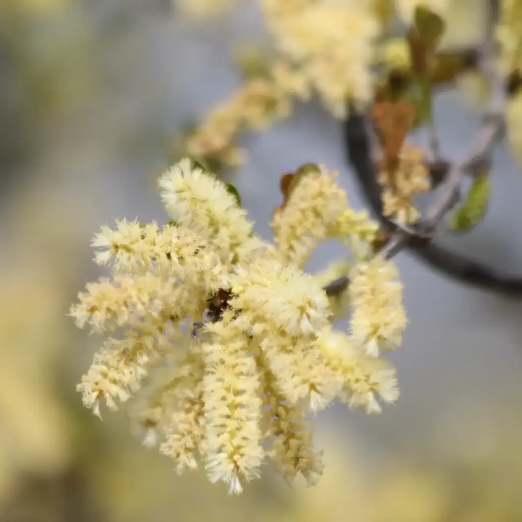 Extracto vegetal de Vachellia rigidula